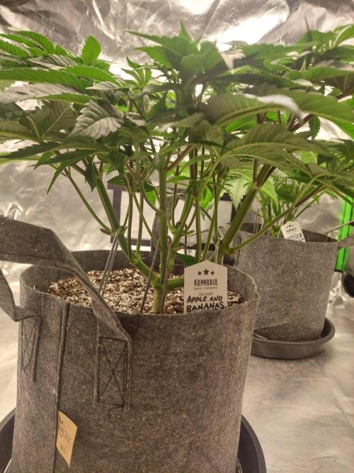 Apple and bananas. Week 8