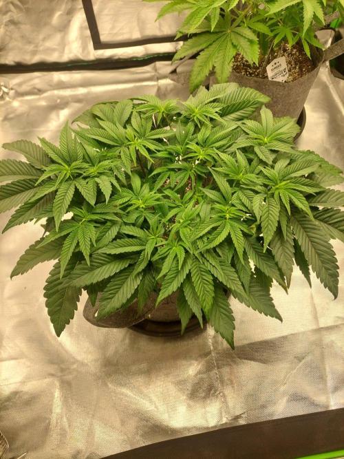 Apple and bananas. Week 8