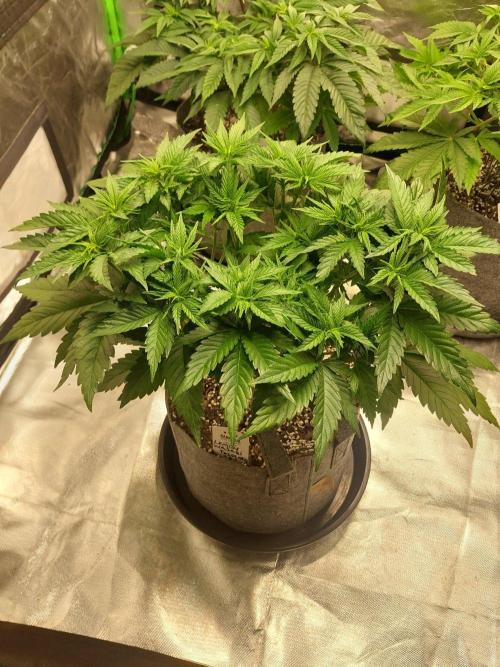 Apple and bananas. Week 8