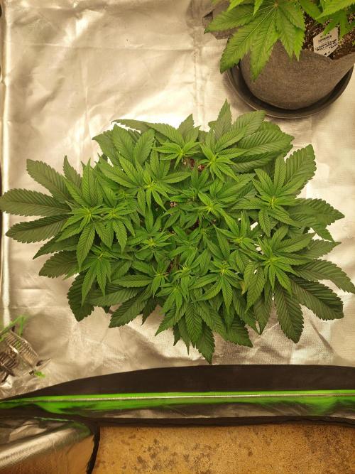 Apple and bananas. Week 8