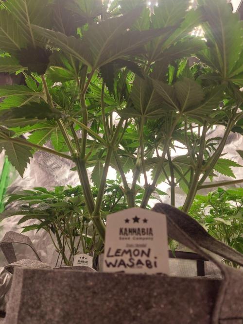 Lemon wasabi triploid  ganja farmer. Week 8