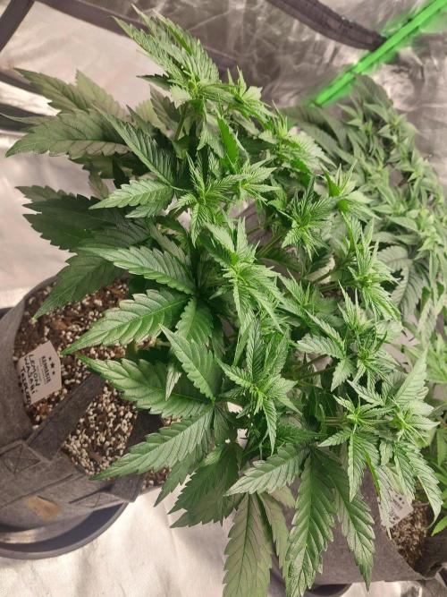 Lemon wasabi triploid  ganja farmer. Week 8