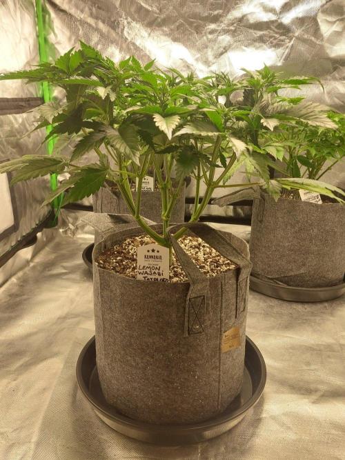 Lemon wasabi triploid  ganja farmer. Week 8