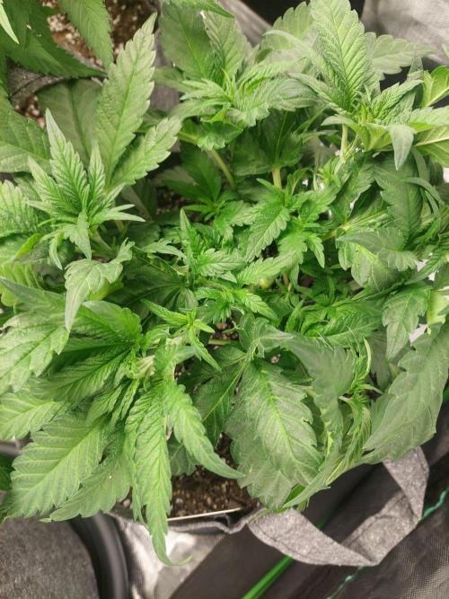 Cap junky S1. Week 6