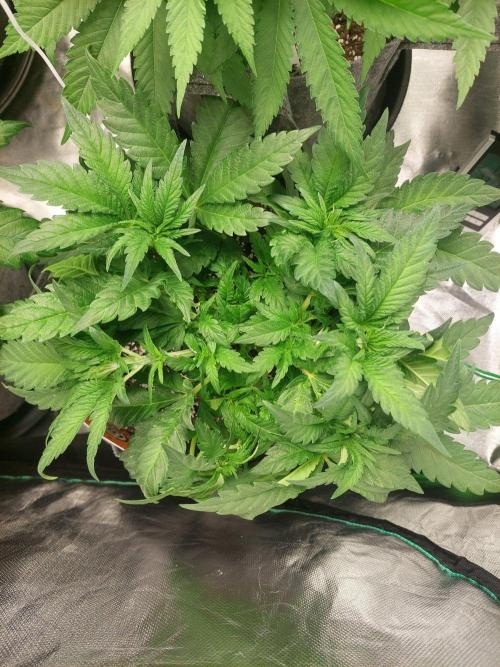 Cap junky S1. Week 6