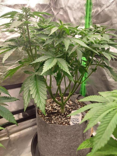 Lemon wasabi triploid  ganja farmer. Week 9