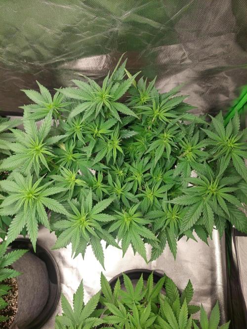 Lemon wasabi triploid  ganja farmer. Week 9