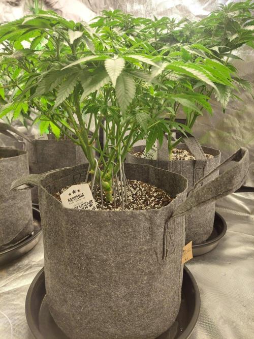 Clementine slush bio boost. Week 9