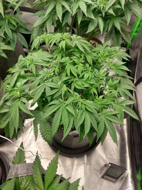 Clementine slush bio boost. Week 9