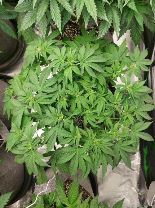 Clementine slush bio boost. Week 9