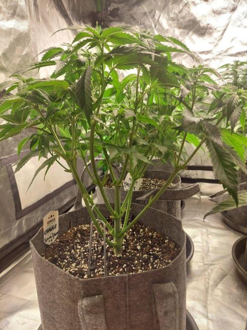 Orange sour diesel ⛽️. Week 8