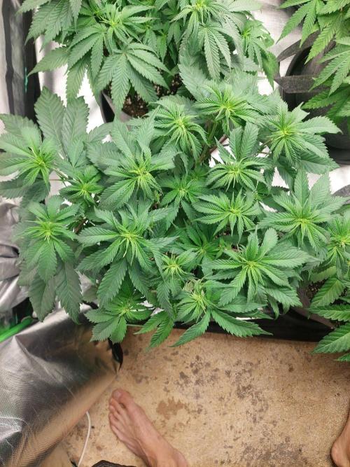 Orange sour diesel ⛽️. Week 8