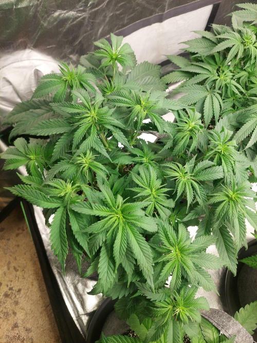 Orange sour diesel ⛽️. Week 8