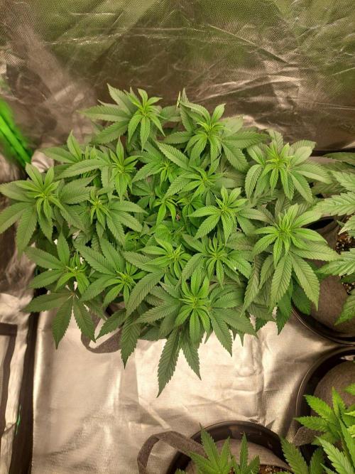 Apple and bananas. Week 9