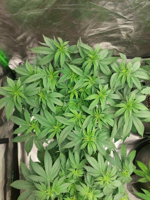 Apple and bananas. Week 9