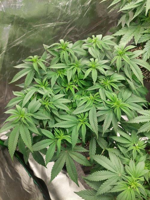 Apple and bananas. Week 9