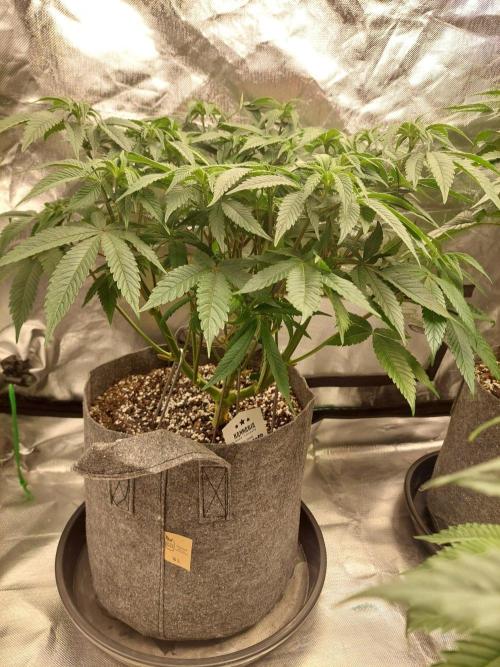 Apple and bananas. Week 9