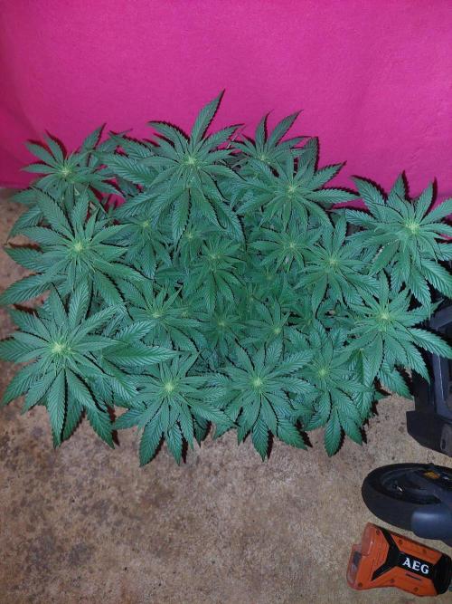 Lemon wasabi triploid  ganja farmer. Week 10