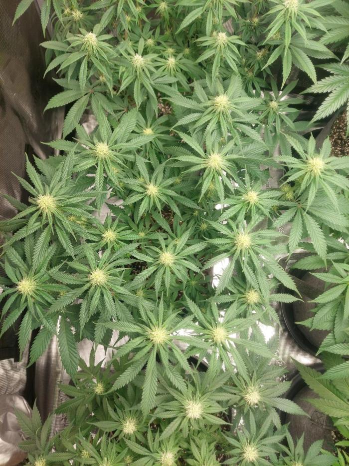 Orange sour diesel ⛽️. Week 10