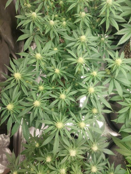 Orange sour diesel ⛽️. Week 10