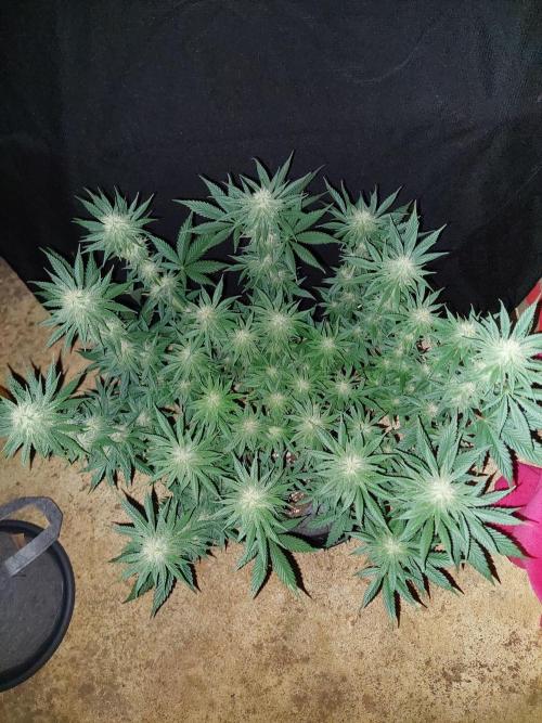 Lemon wasabi triploid  ganja farmer. Week 12