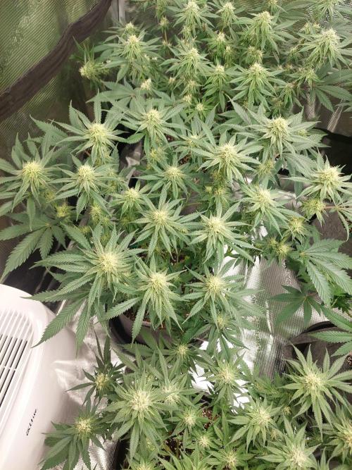 Orange sour diesel ⛽️. Week 11