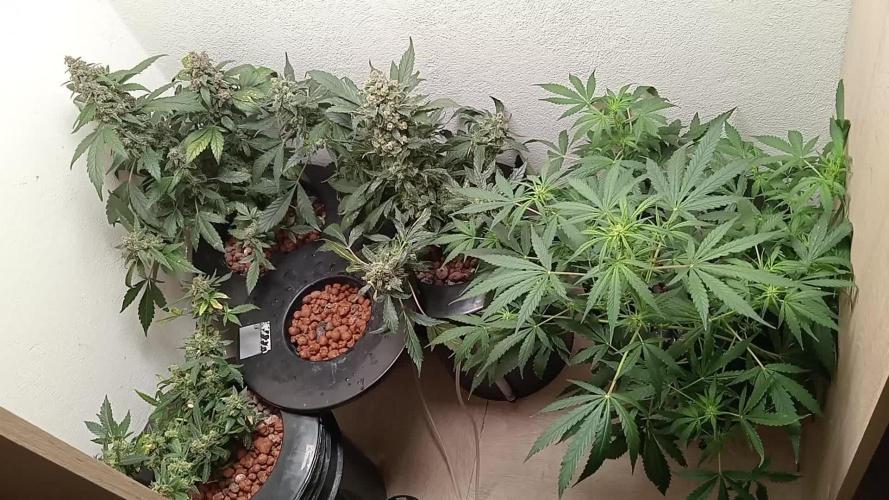 Pineapple express auto