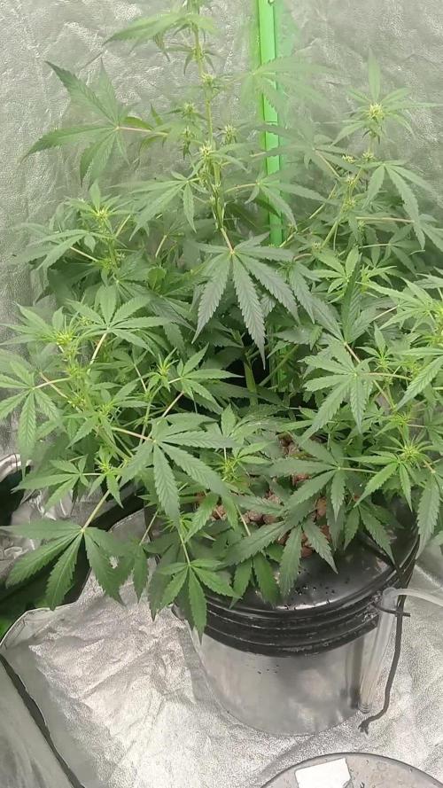 Pineapple express auto