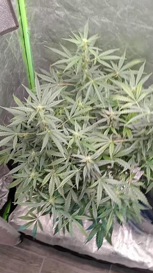 Pineapple express auto