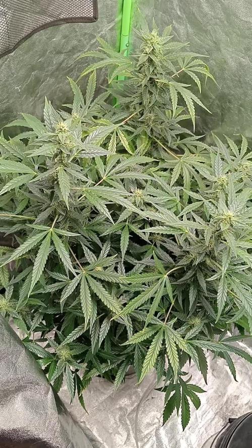 Pineapple express auto