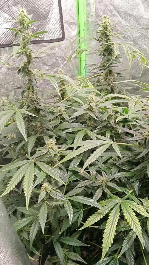 Pineapple express auto