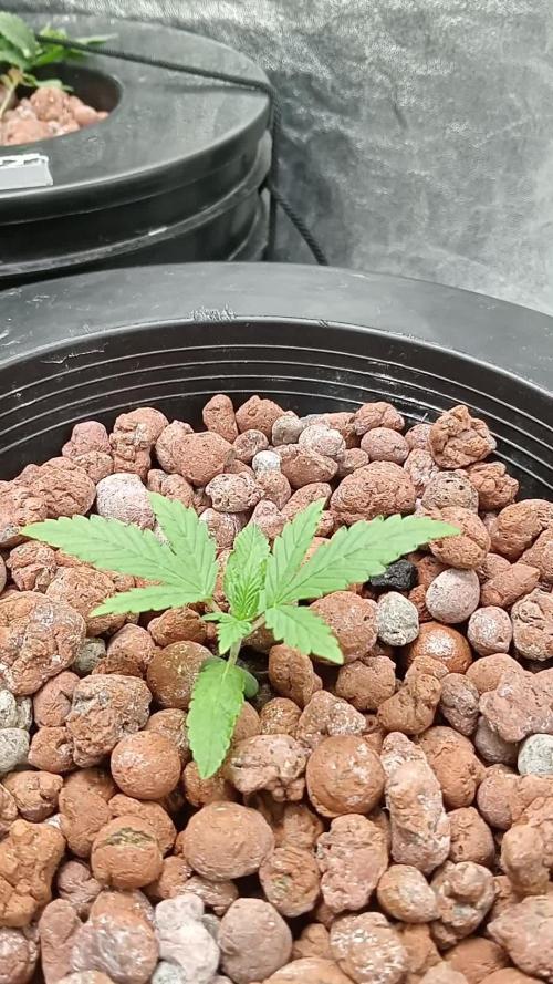 Pineapple express auto