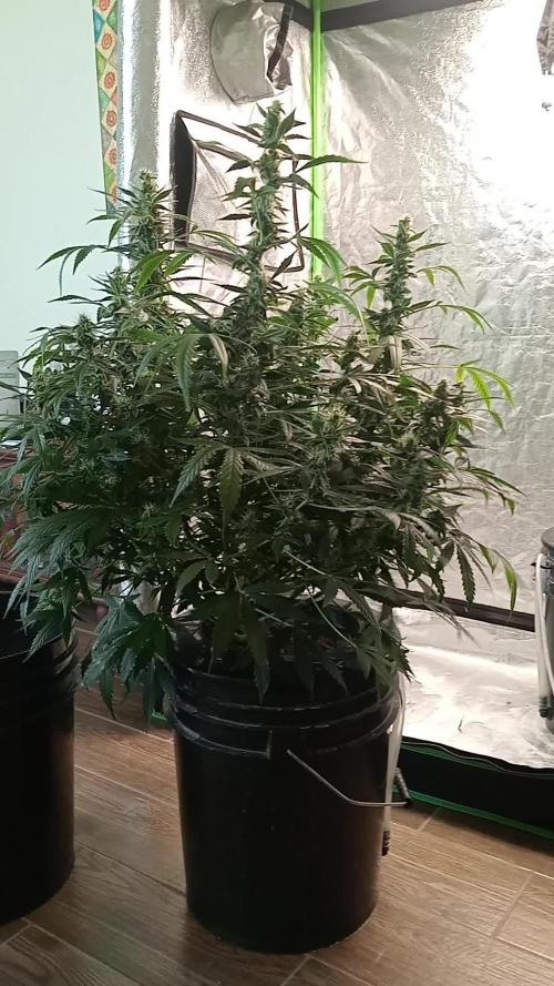 Pineapple express auto