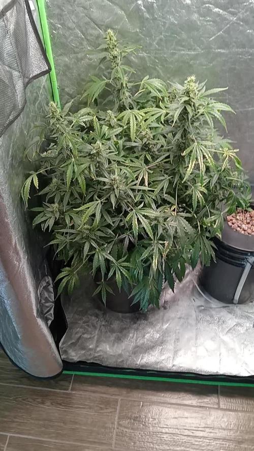Pineapple express auto