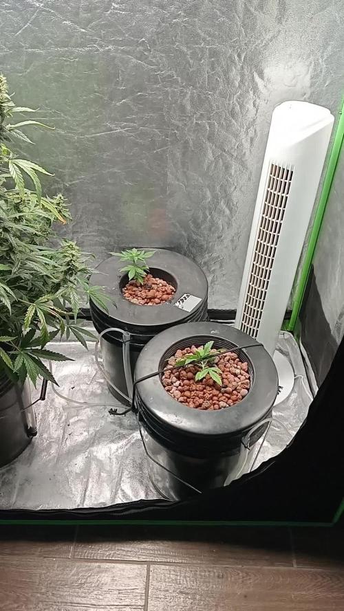 Pineapple express auto