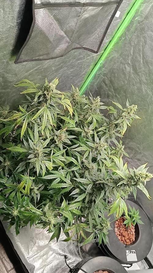 Pineapple express auto
