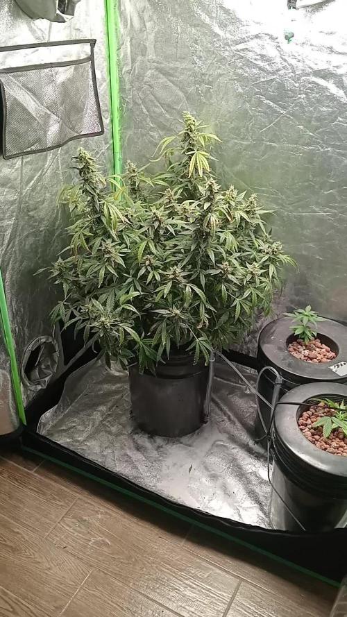 Pineapple express auto
