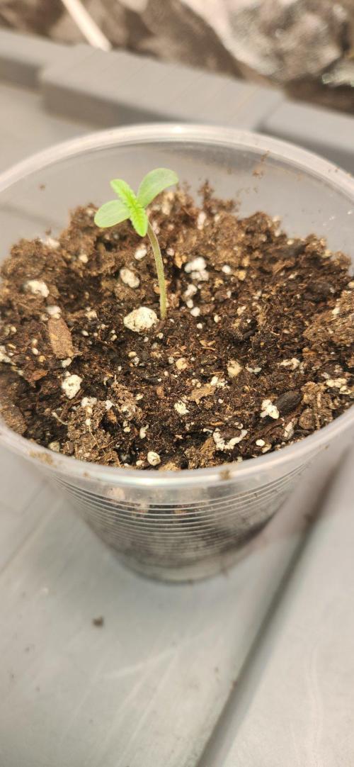 Gas N Garlic. Week 1 - 8/18