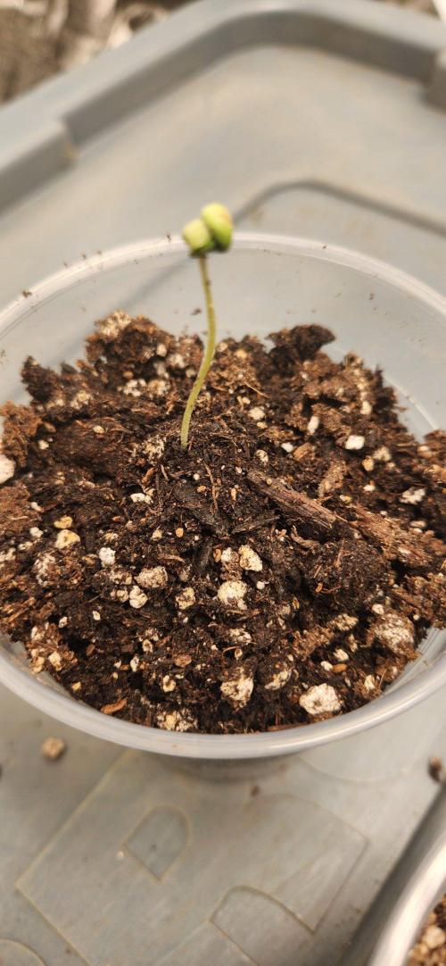 Gas N Garlic. Week 1 - 8/18