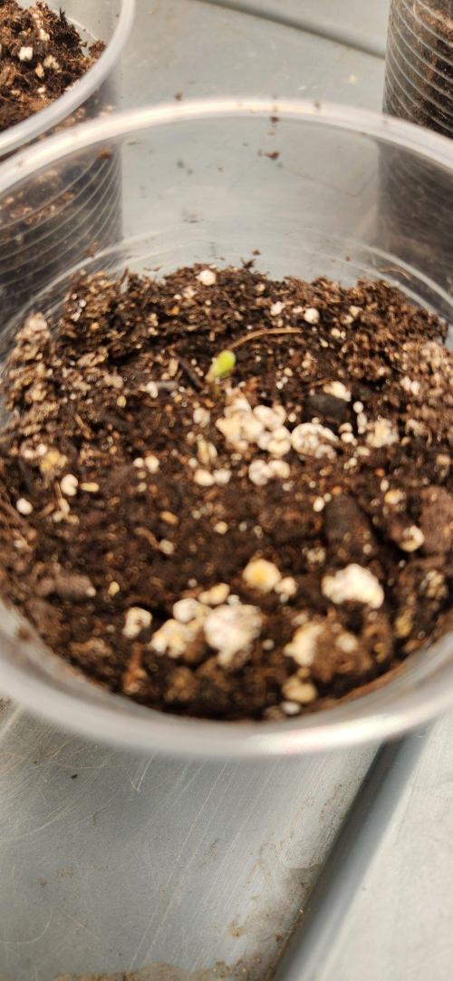 Gas N Garlic. Week 1 - 8/18