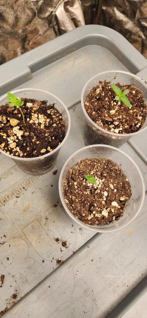 Gas N Garlic. Week 1 - 8/21 day 3