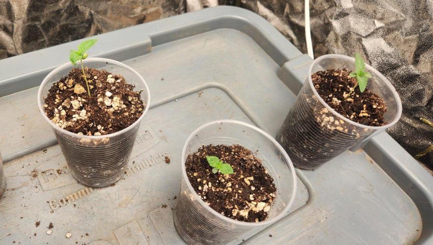 Gas N Garlic. Week 1 - 8/22 day 4