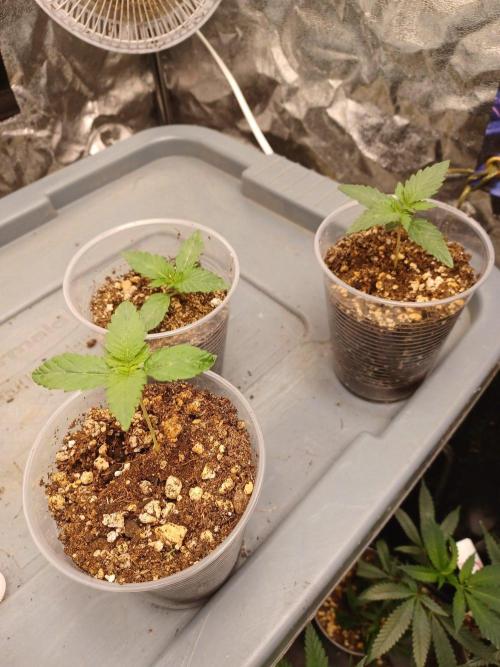 Gas N . Week 2