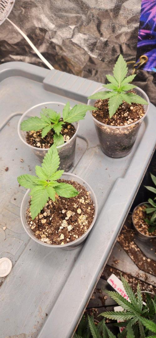 Gas N . Week 2