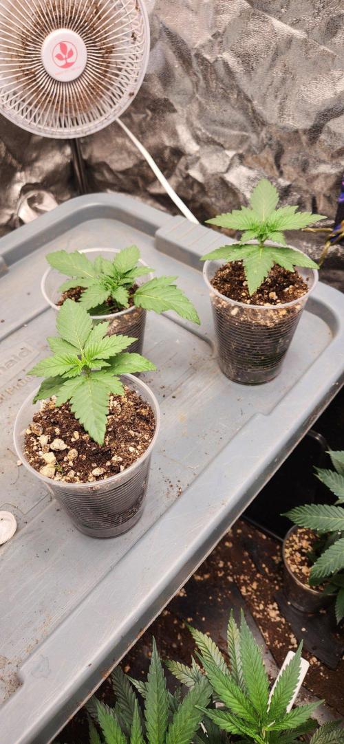 Gas N . Week 2