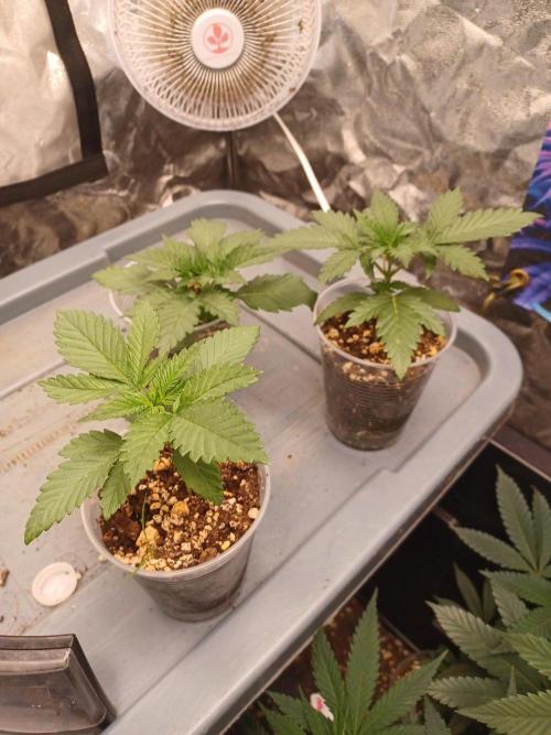 Gas N Garlic. Week 3 - Sept 3rd 