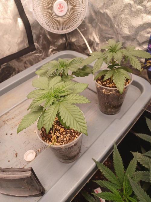 Gas N Garlic. Week 3 - Sep 5th