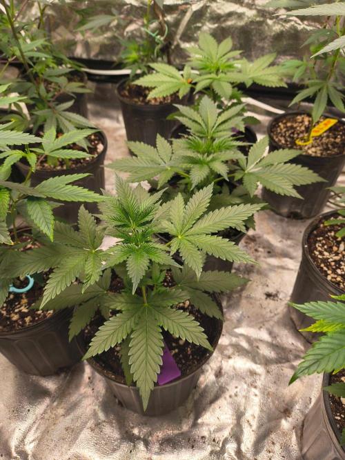 Gas N Garlic. Week 4 - September 12th