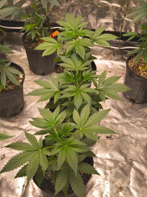 Gas N . Week 4