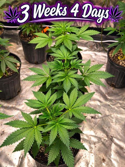 Gas N Garlic. Week 4 - Sep 13th